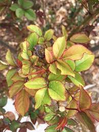 درمان زرد شدن برگهای گل رز